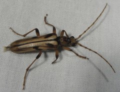 Ortholeptura valida
