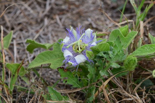 Passiflora foetida