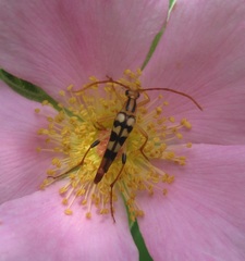 Strangalia luteicornis