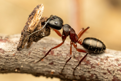 连结弓背蚁Camponotus innexus
