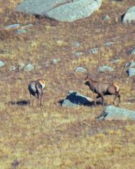 Cervus canadensis sibiricus
