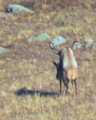 Cervus canadensis sibiricus