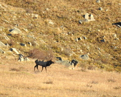 Cervus canadensis sibiricus
