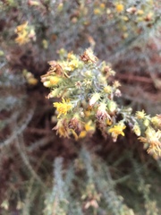 Ericameria pinifolia
