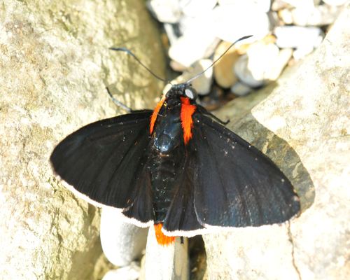 Shoulder-streaked Firetip