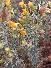 Ericameria pinifolia