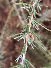 Ericameria pinifolia