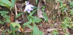 Lobelia