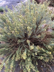 Ericameria pinifolia