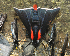 Pyrrhopyge papius