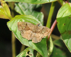 Quadrus lugubris