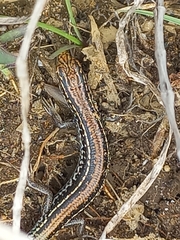Chain-Striped South-West Ctenotus photo 4