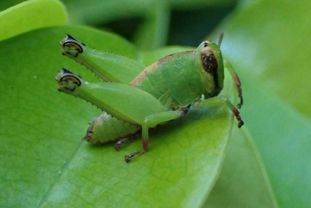 Lophothericles inhacae