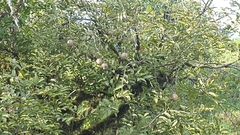 Andira