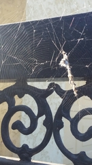 Araneae