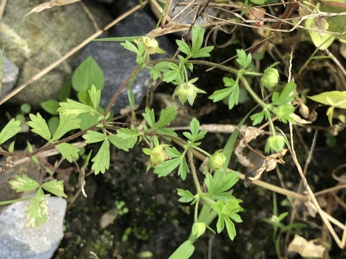 Potentilla heynii iNat (3)