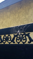 Araneae
