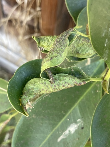 Cuban Laurel Thrips photo 5