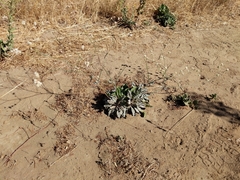 Eriogonum nudum