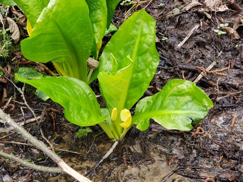 Lysichiton americanus iNat (3)