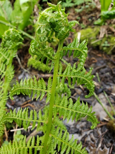 Athyrium filix-femina