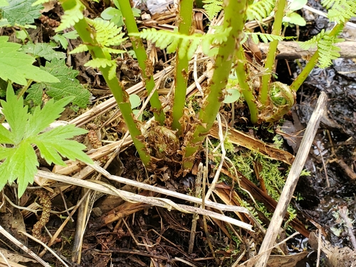 Athyrium filix-femina