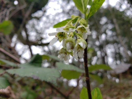 Oemleria cerasiformis