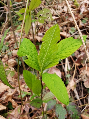 Oemleria cerasiformis