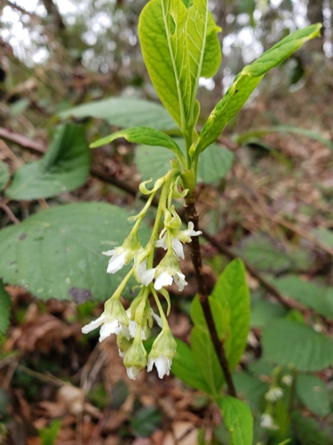 Oemleria cerasiformis