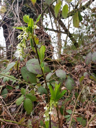 Oemleria cerasiformis