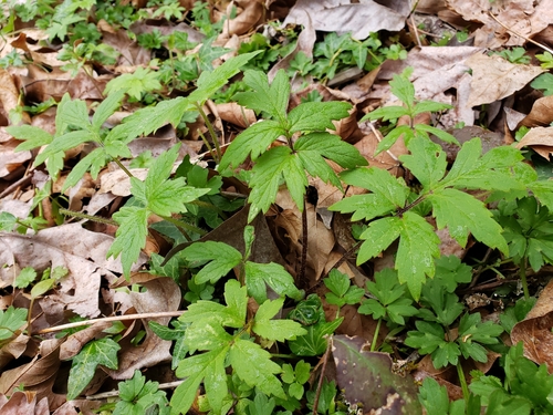 Pacific waterleaf (Hydrophyllum tenuipes)