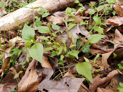 Siberian Miner's Lettuce