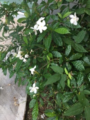 Tabernaemontana divaricata