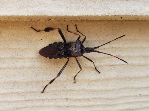 Western conifer seed bug