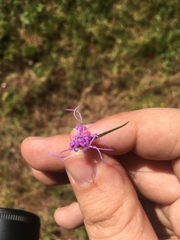 Liatris elegantula