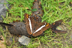 Adelpha alala