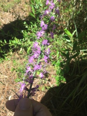 Liatris elegantula