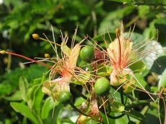 Capparis tomentosa