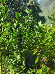 Ilex perado subsp. perado image