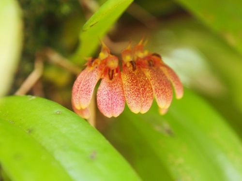 Bulbophyllum auratum (Lindl.) Rchb.f. 3