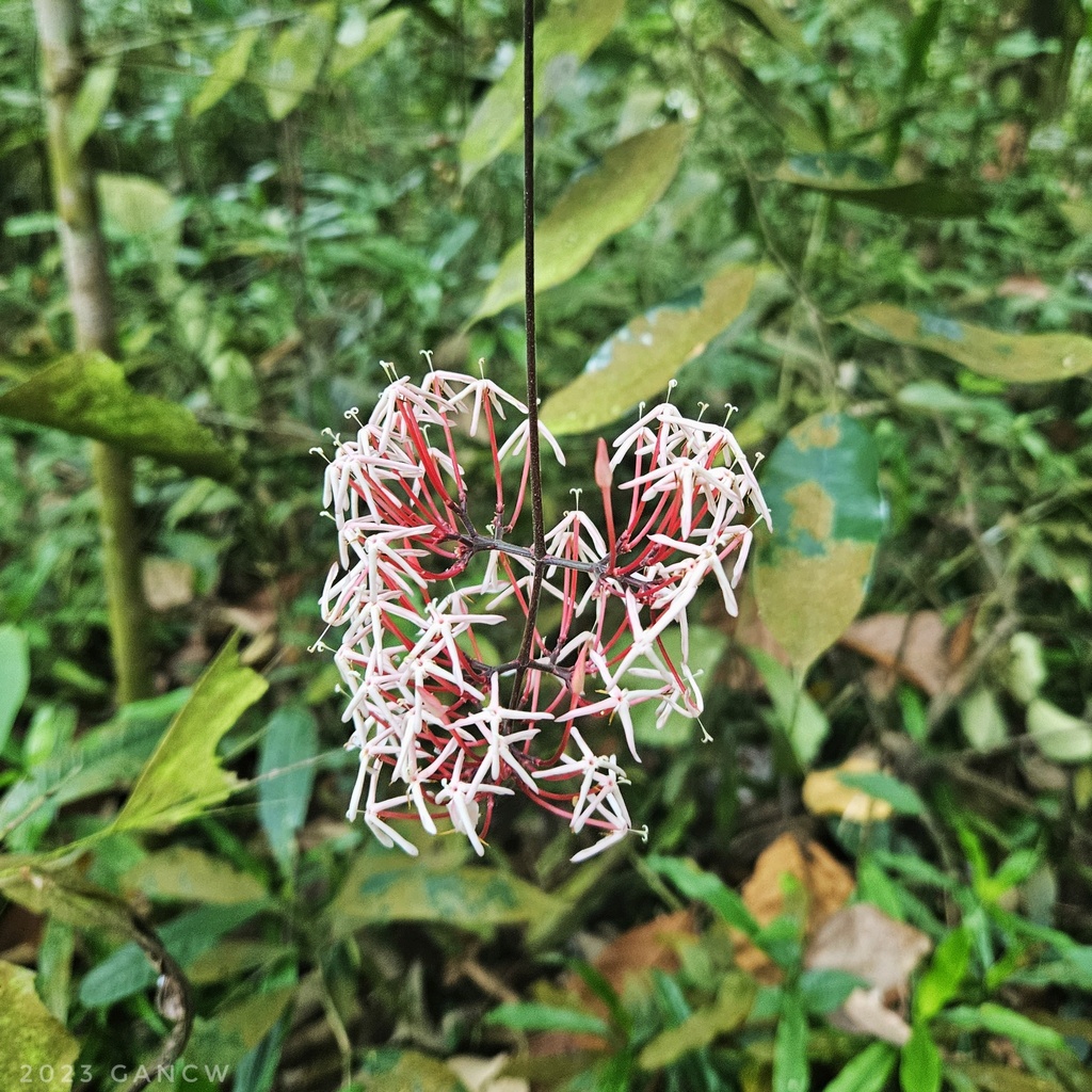 Ixora pendula (Ixora pendula)