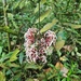 Ixora pendula - Photo (c) Cheongweei Gan,  זכויות יוצרים חלקיות (CC BY), הועלה על ידי Cheongweei Gan