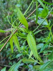 Passiflora tarminiana image