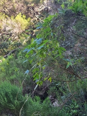 Passiflora tarminiana image