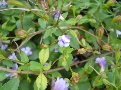 Torenia crustacea image
