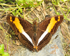 Adelpha boeotia