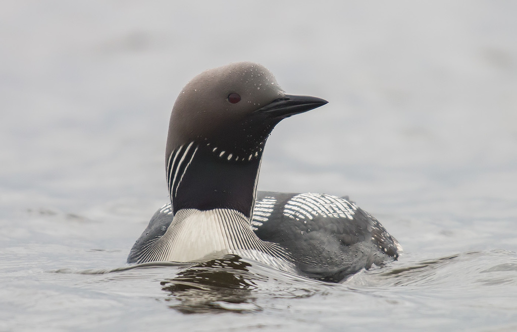 Arctic Loon (Gavia arctica) photo