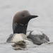 Arctic Loon - Photo (c) Alexander Yakovlev, some rights reserved (CC BY-NC), uploaded by Alexander Yakovlev
