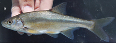 Caucasian Bream photo 1