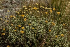 Helichrysum lepidissimum image